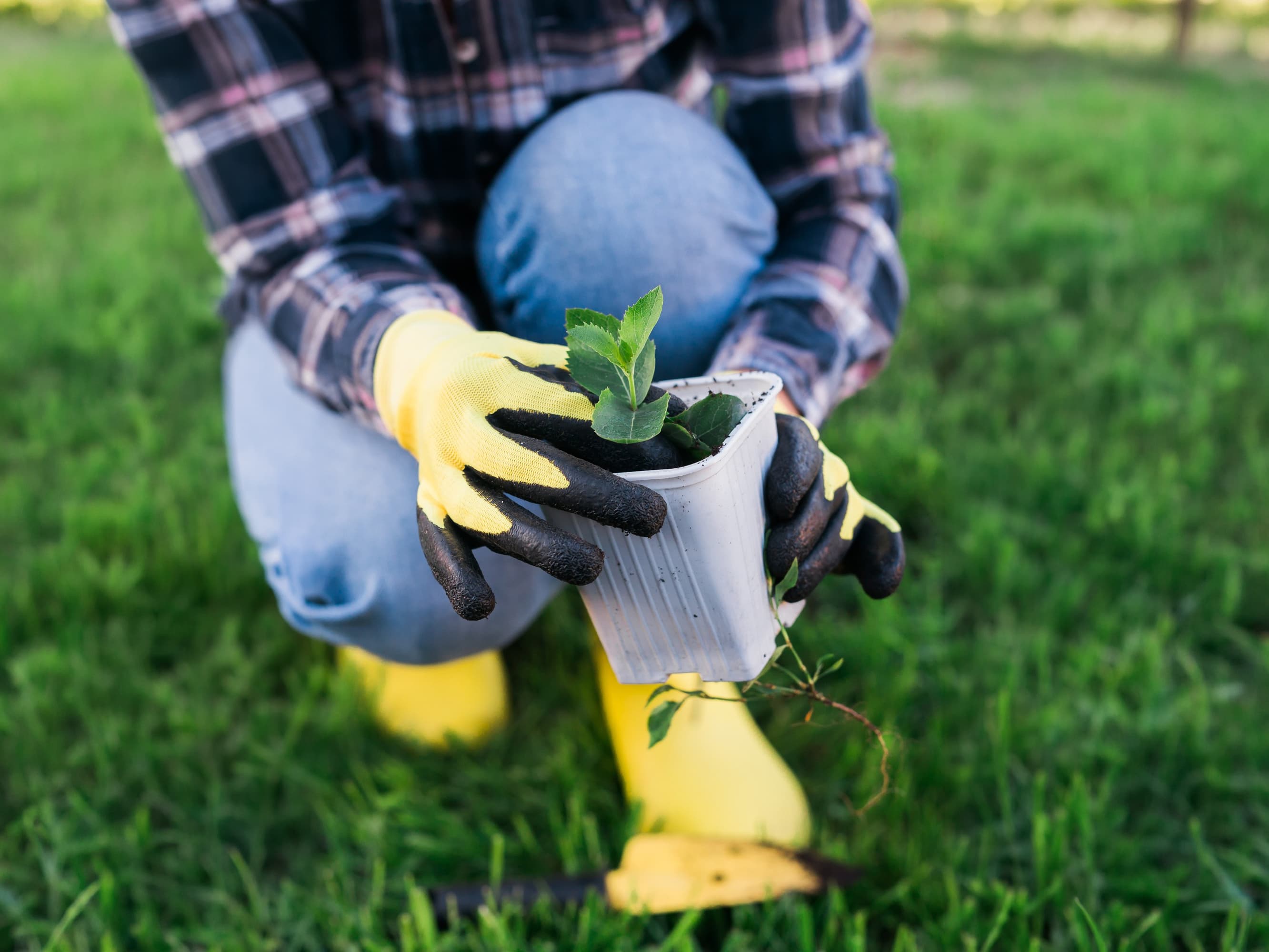 Gardening Tips with Rodrigo